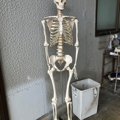 骨模型　人体模型　スタンド付き
