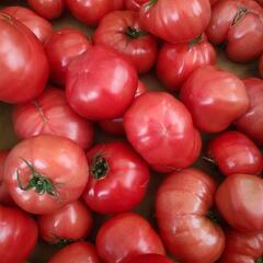🍅‼️規格外トマト‼️🍅大きめ個体