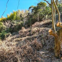 管理できない山林の整備（除伐・伐木・伐採）／耕作放棄された農地の...