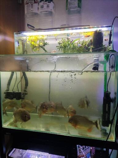 宮城仙台！600×300×400ガラス水槽セット！