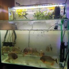 宮城仙台！600×300×400ガラス水槽セット！
