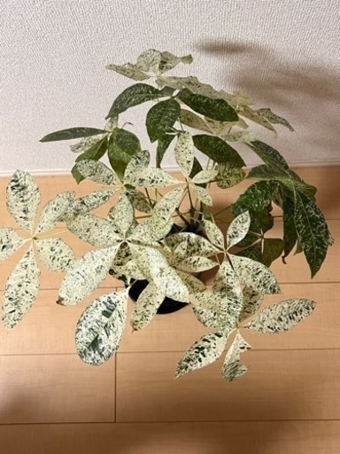 観葉植物　パキラミルキーウェイ　接木