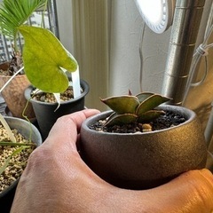 サンセベリア　ロリダ　観葉植物　※鉢付き