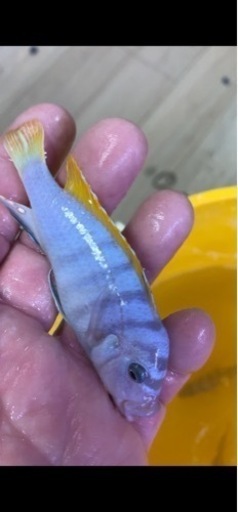 アフリカンシクリッド Cynotilapia afra Jalo Reef オス9 cm ドイツ産　写真個体販売