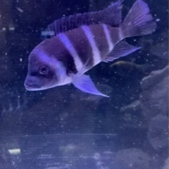 アフリカンシクリッド フロントーサモバWILD 14-15㎝ 写真個体販売