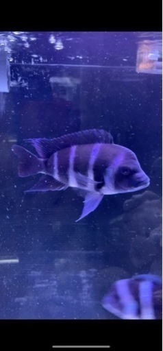 アフリカンシクリッド フロントーサモバWILD 14-15㎝ 写真個体販売