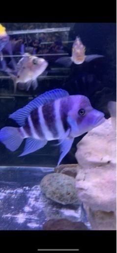アフリカンシクリッド フロントーサモバ　ワイルド　18-20㎝　写真個体販売　大型魚　アロワナ