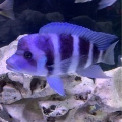 アフリカンシクリッド フロントーサモバ　ワイルド　18-20㎝　写真個体販売　大型魚　アロワナ アフリカンシクリッド フロントーサモバ ワイルド 18-20㎝ 写真個体