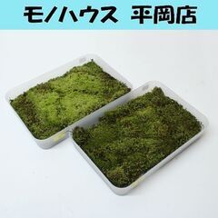 苔 スナゴケ 砂苔 縦18×横26cm 庭園材 苔盆景 屋上緑化...