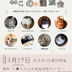 3/17（日）猫の譲渡会 @犬山市福祉活動センター