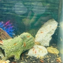 【値下げ・追記】GEX  水槽＆水槽台 メダカ、グッピー、レッドシュリンプ、コリドラス、その他フルセット