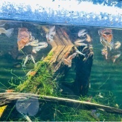 値下げ・追記】GEX 水槽＆水槽台 メダカ、グッピー、レッドシュリンプ