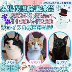 ねこけん千葉支部🐈️出張譲渡会開催しま～す‼️