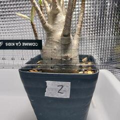 アデニウム・アラビカム2　塊根植物