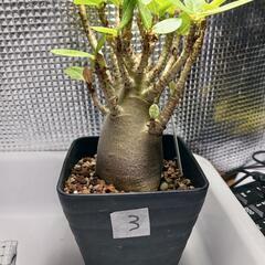 アデニウム・アラビカム3　塊根植物