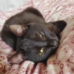 6ヶ月♂黒猫の子猫ちゃんの里親様募集中! − 広島県