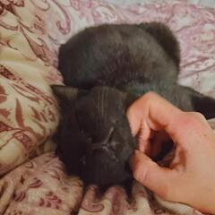 6ヶ月♂黒猫の子猫ちゃんの里親様募集中!の画像