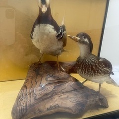 おしどり剥製 つがい