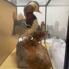 おしどり剥製 つがい