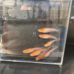 メダカ　【小町】　幼魚~若魚　１０匹