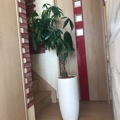 観葉植物　パキラ