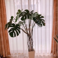 観葉植物　モンステラ　大型　高さ140㎝ 