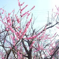 春がそこまで来ています-めだか