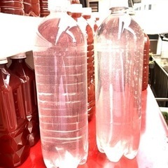 ゾウリムシ1500ml+ PSB 500ml+グリーンウォーター...