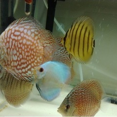 綺麗で健康なディスカス譲ります