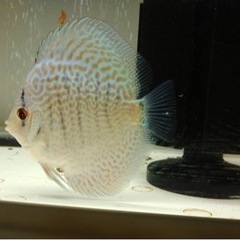 綺麗で健康なディスカス譲ります