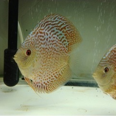 綺麗で健康なディスカス譲ります