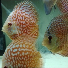 綺麗で健康なディスカス譲ります