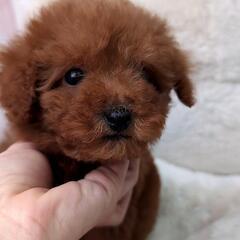 🥰タイニー予想のpoodle君