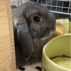 可愛らしいロップイヤーウサギの里親を募集中！ − 東京都