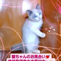 3/3(日)譲渡会♪10月生ラグドール♂ブルーポイントバイカラー (⋈◍＞◡＜◍)。✧♡  - 猫