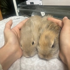 ネザーとロップイヤーmixの仔ウサギ　2匹 − 茨城県