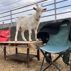 BBQできる庭