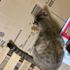 メス猫 里親募集 2 決まりました - 猫