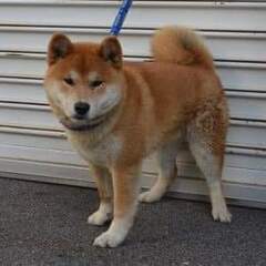 迷子犬　福山市　犬を探しています！