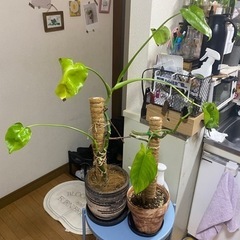 観葉植物　モンステラなど　２鉢