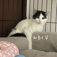 可愛いでしょ〜みるくちゃん - あま市