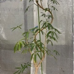 シェフレラタカオ　観葉植物