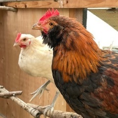 ニワトリ友達　鶏　飼育