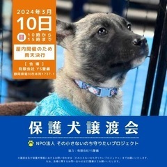 保護犬譲渡会 in YS警備