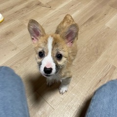 【飼い主様決まりました】コーギーの女の子🐰 - 八千代市