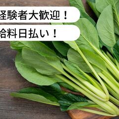 【日払い】北海道恵庭市中島松で栽培ベッド、栽培パネルの片付け、清...