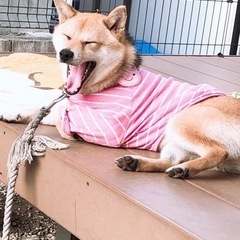 柴犬5歳◀︎雄