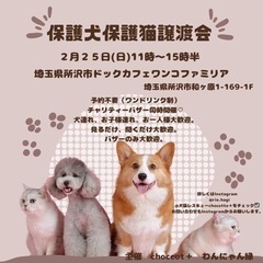 保護犬猫の里親募集中‼︎