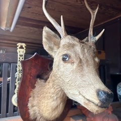 ハンティングトロフィー　鹿