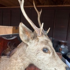 ハンティングトロフィー　鹿